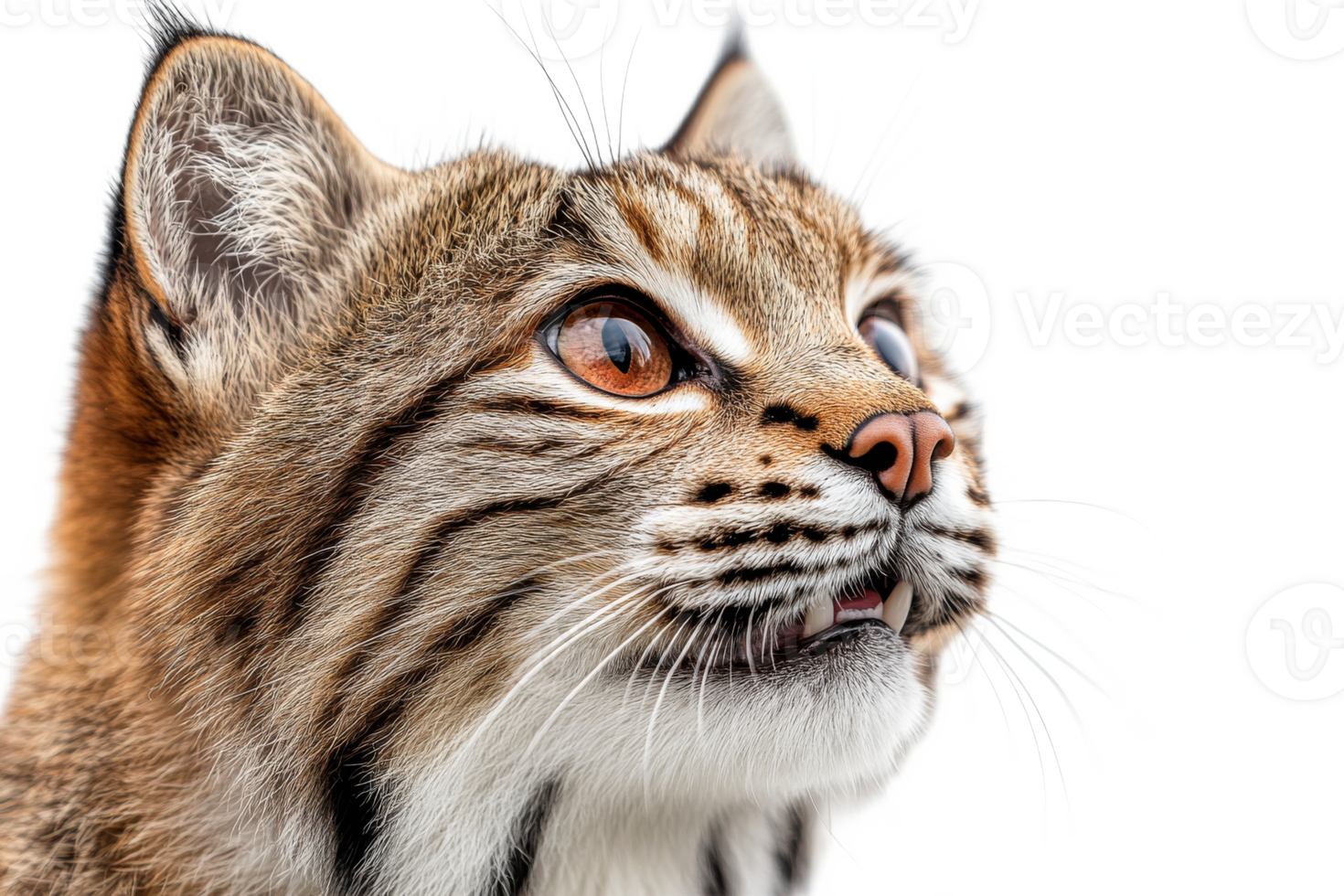 Focused bobcat face with striped fur, intense gaze, alert expression, cut out transparent png