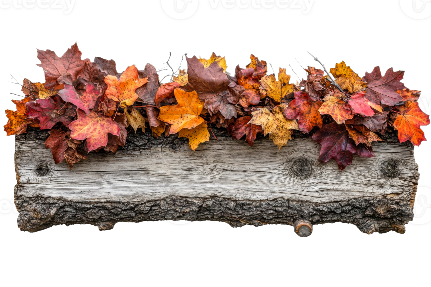 Fall maple leaves on wooden plank, rustic autumn decoration, cut out transparent png
