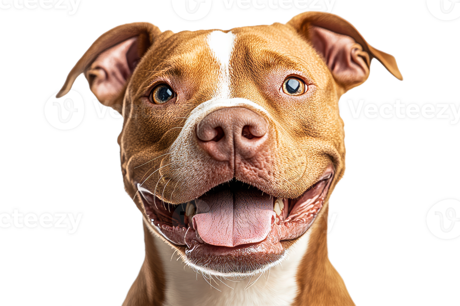 Smiling happy brown Pitbull terrier portrait face close-up, cut out transparent png