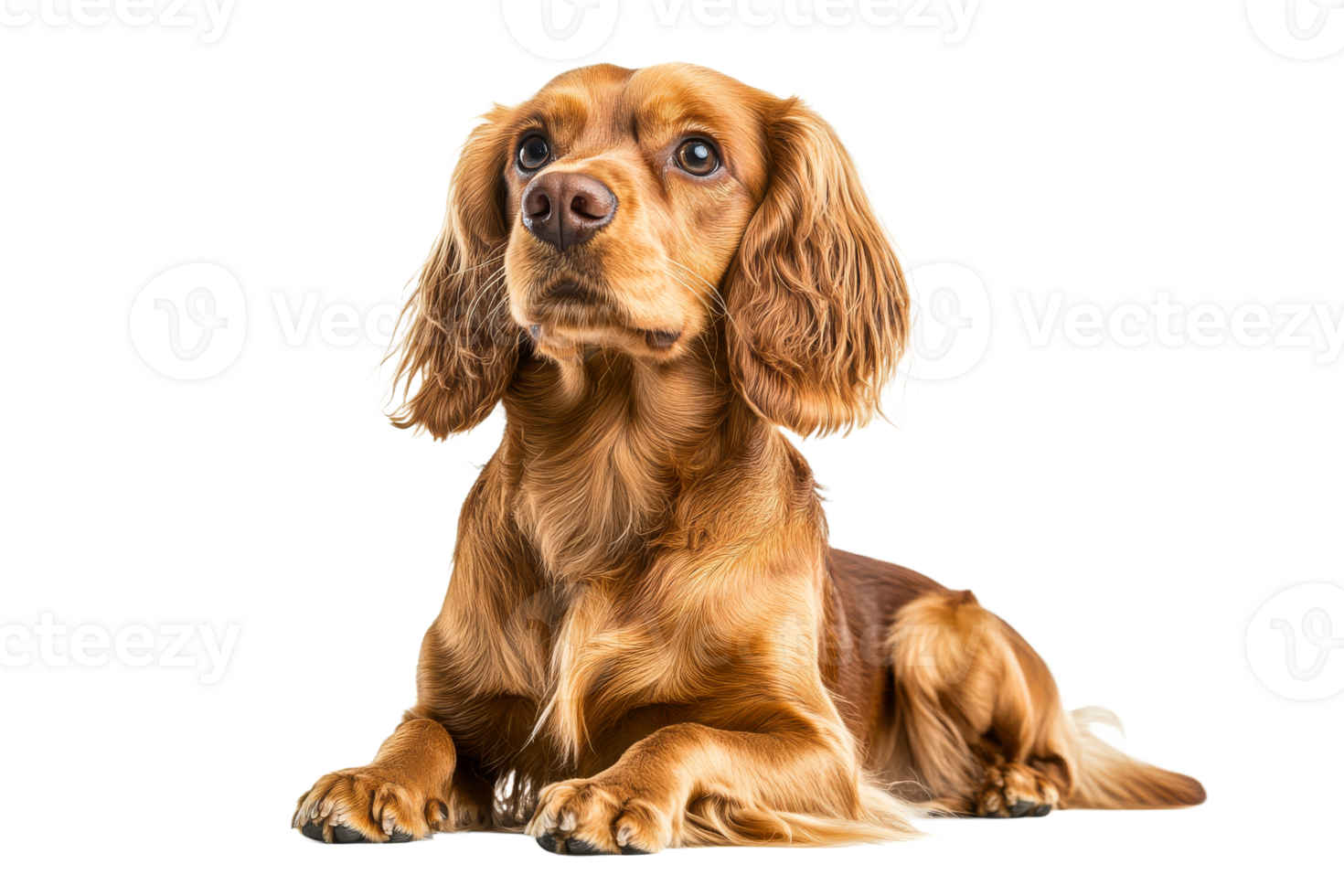 Lying golden cocker spaniel dog, portrait, isolated , cut out transparent png