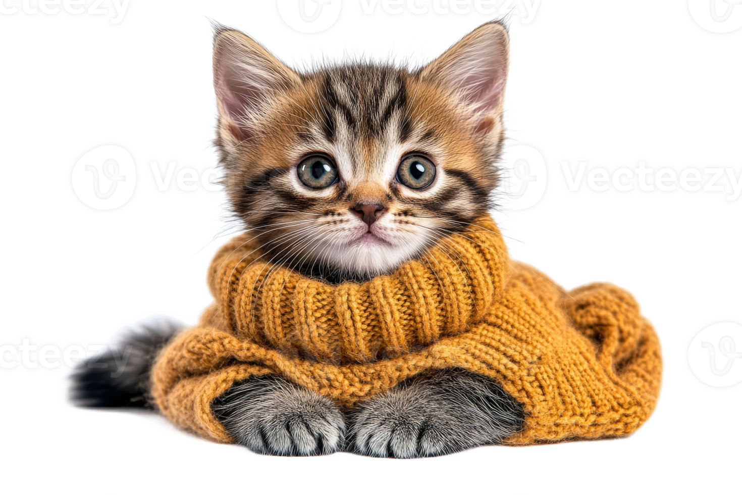 Kitten in a cozy sweater, striped fur, domestic animal, cut out transparent png