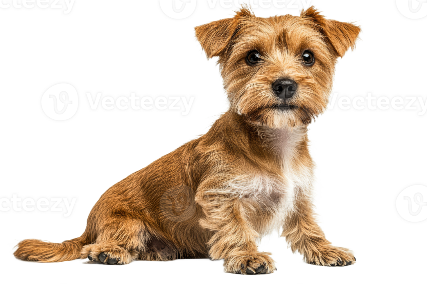 Small, cute brown terrier dog with kind eyes sits looking, cut out transparent png
