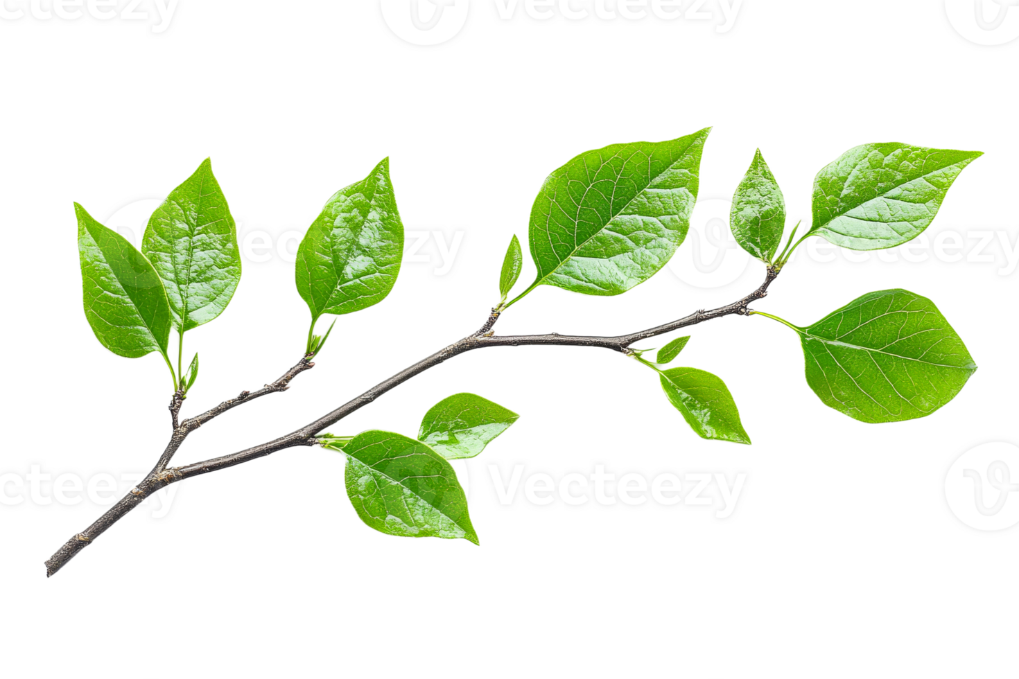 Fresh green leaves on branch, isolated freshness concept, cut out transparent png