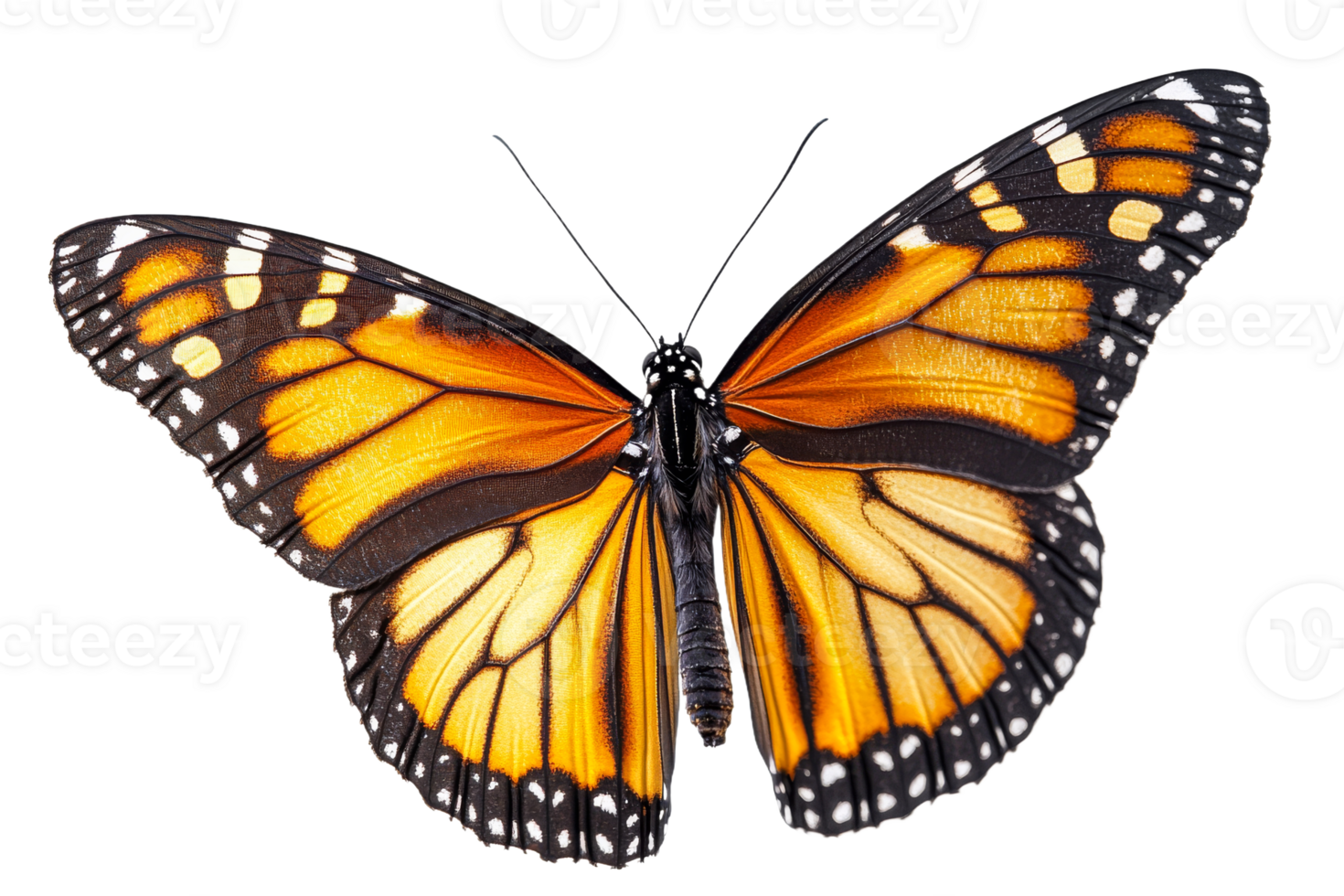 Monarch butterfly isolated on black background, full frame close up, cut out transparent png