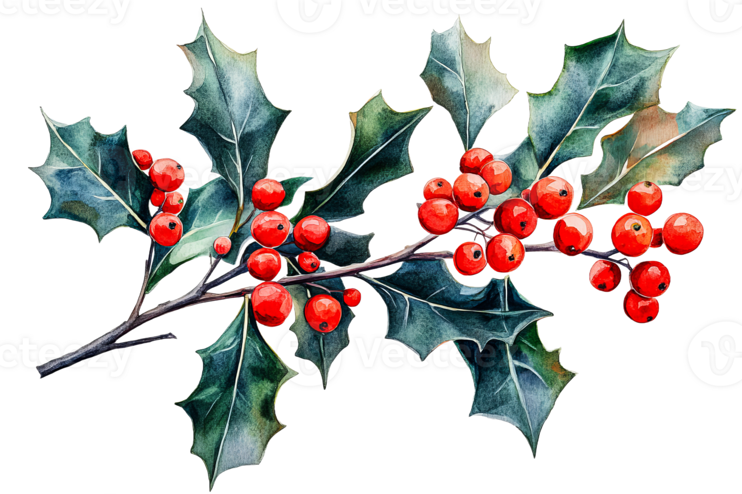 Holly sprig with red berries and green leaves, cut out transparent png