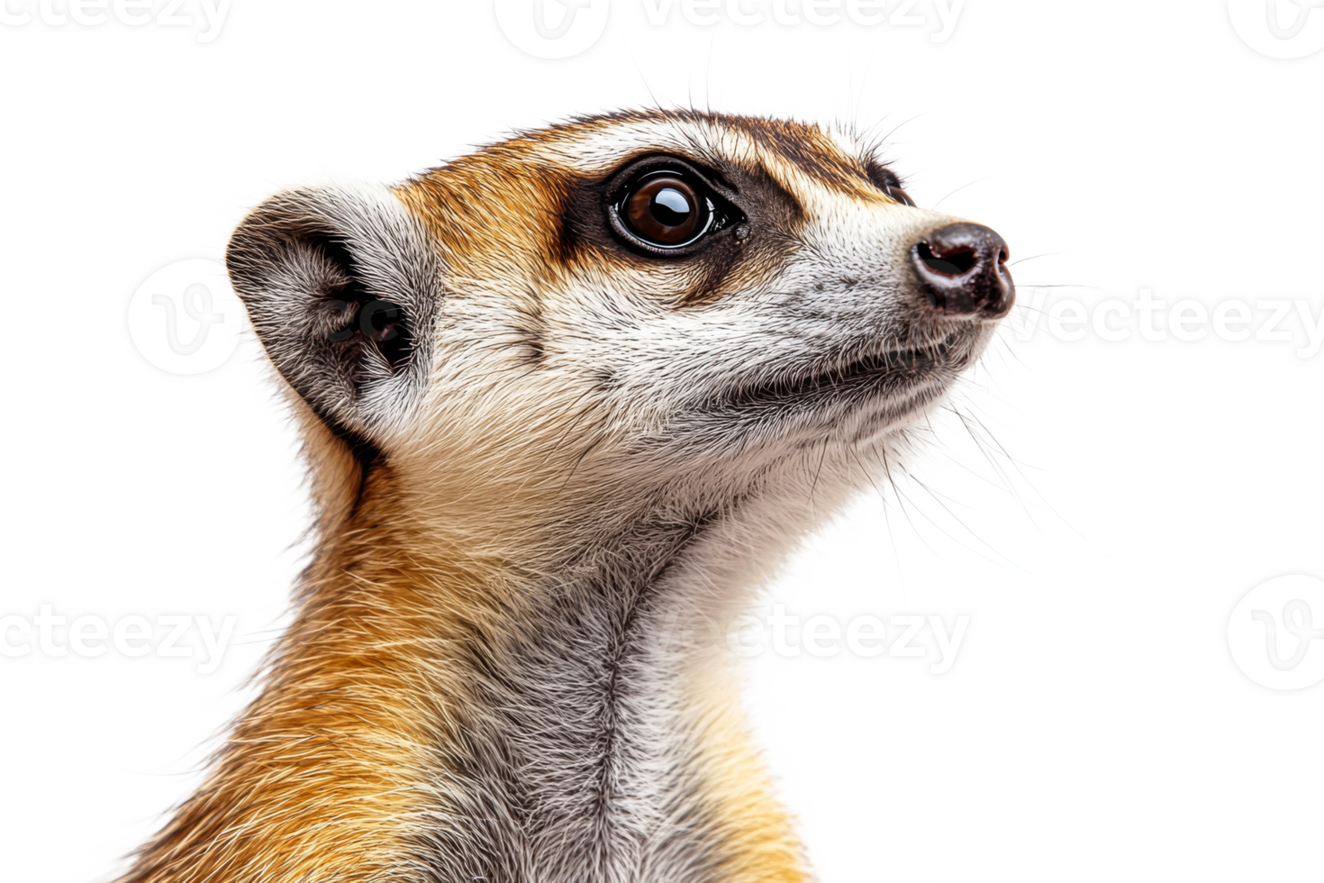 Meerkat Portrait Looking Upward in a Cut Out Transparent Background, cut out transparent png