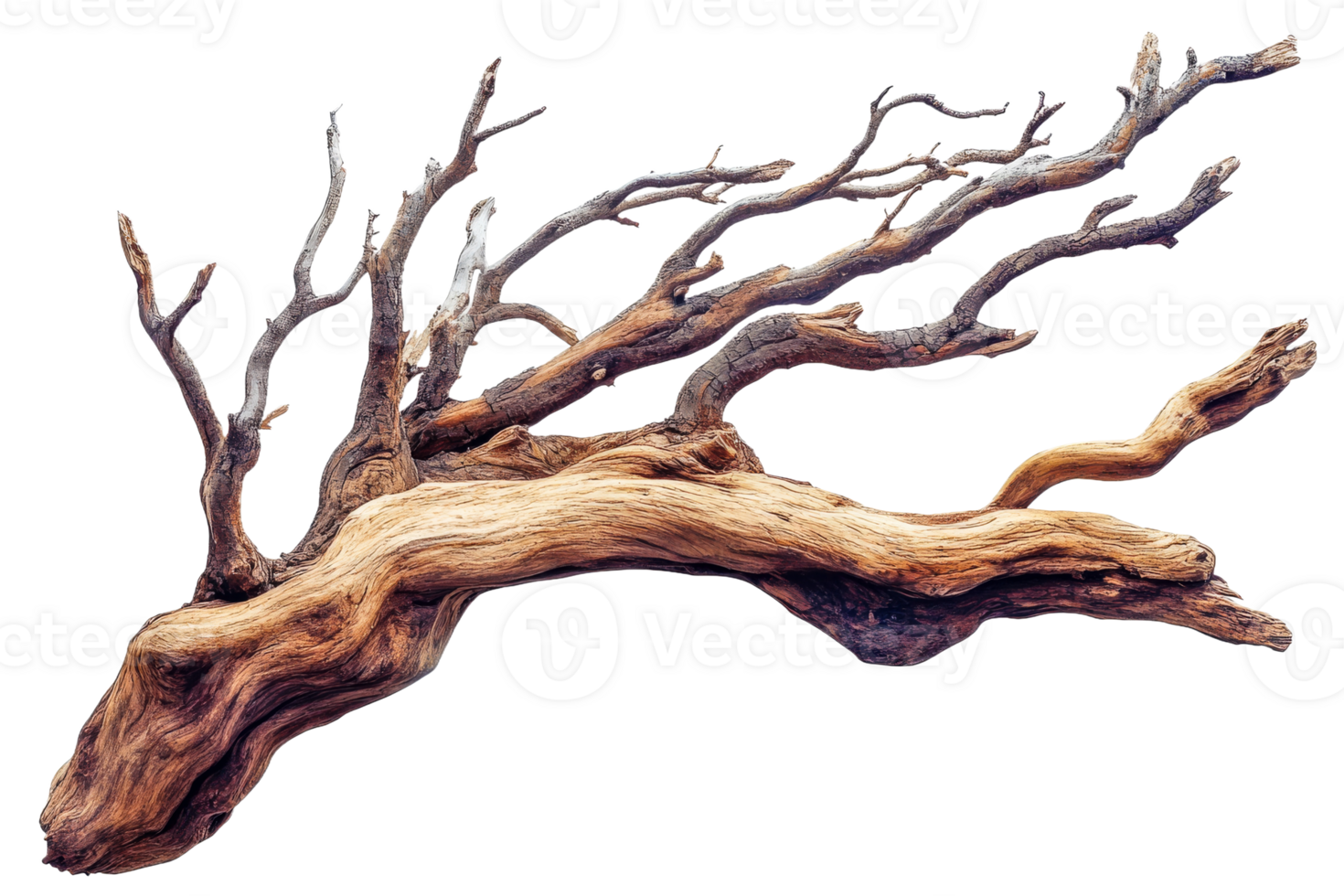 Old dry snag with small branches, wood texture, vintage, cut out transparent png