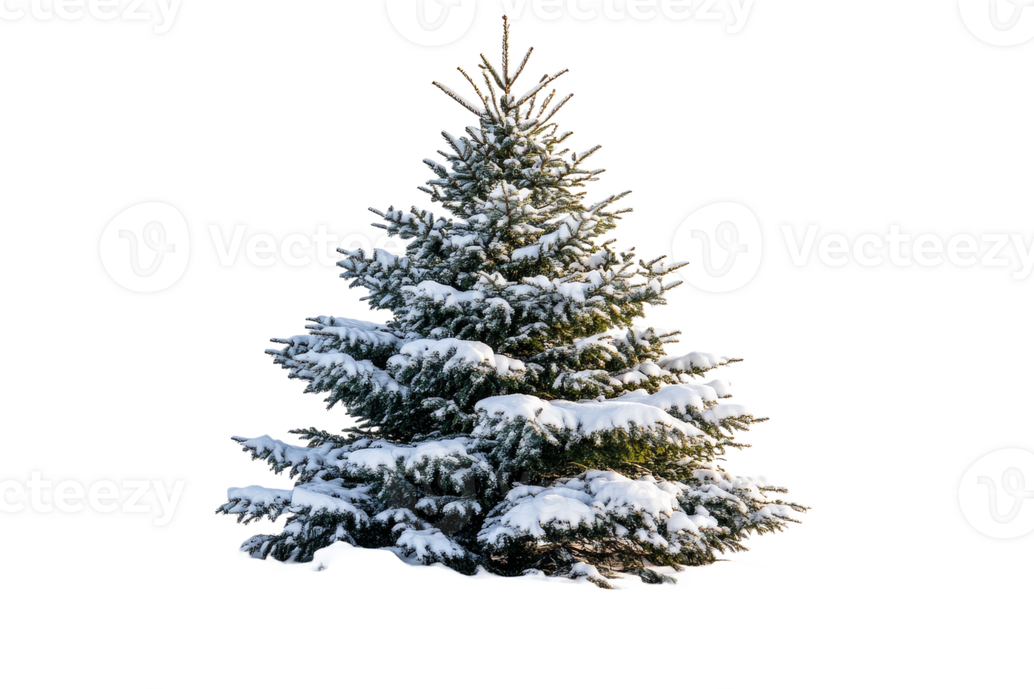 Snow-covered fir tree against black background, winter forest, cut out transparent png