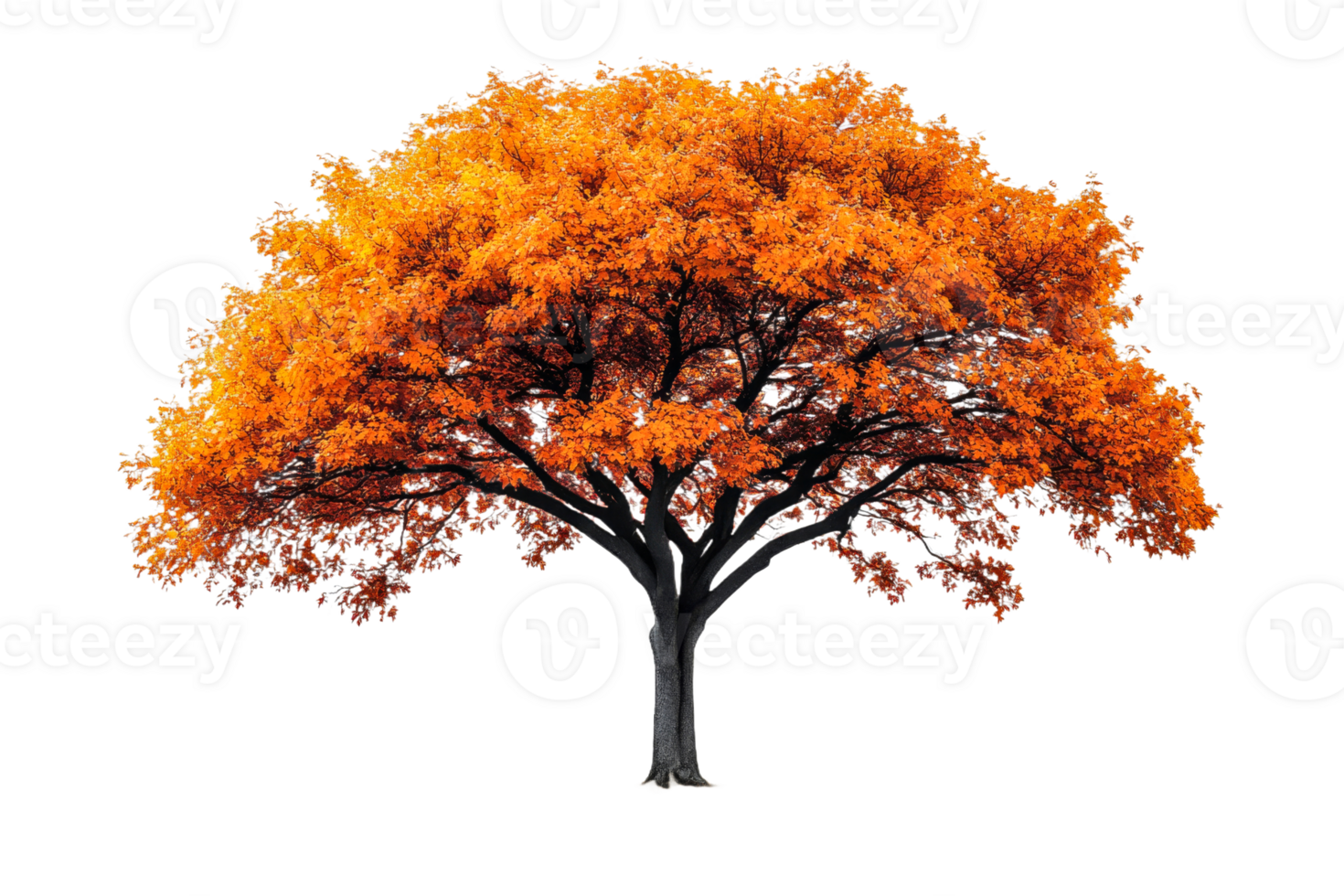 Tree in autumn colors, isolated, forest, foliage, cut out transparent png