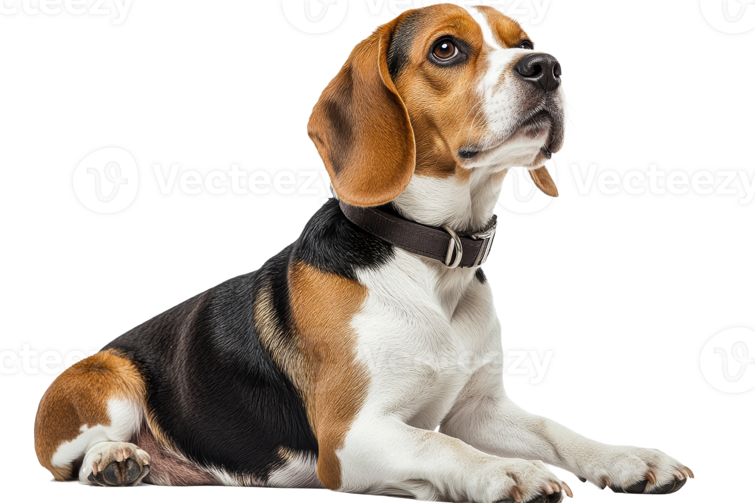 Beagle dog lying down looking upwards, cut out transparent png
