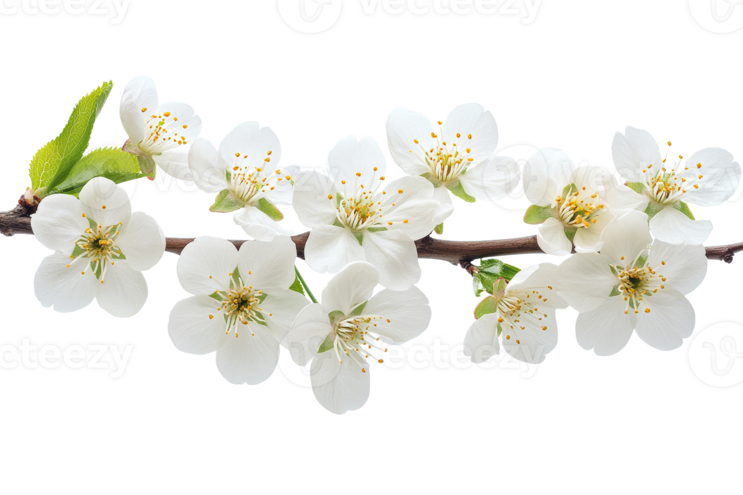 Delicate White Blossoms on Branch, Springtime Elegance, isolated, cut out transparent png