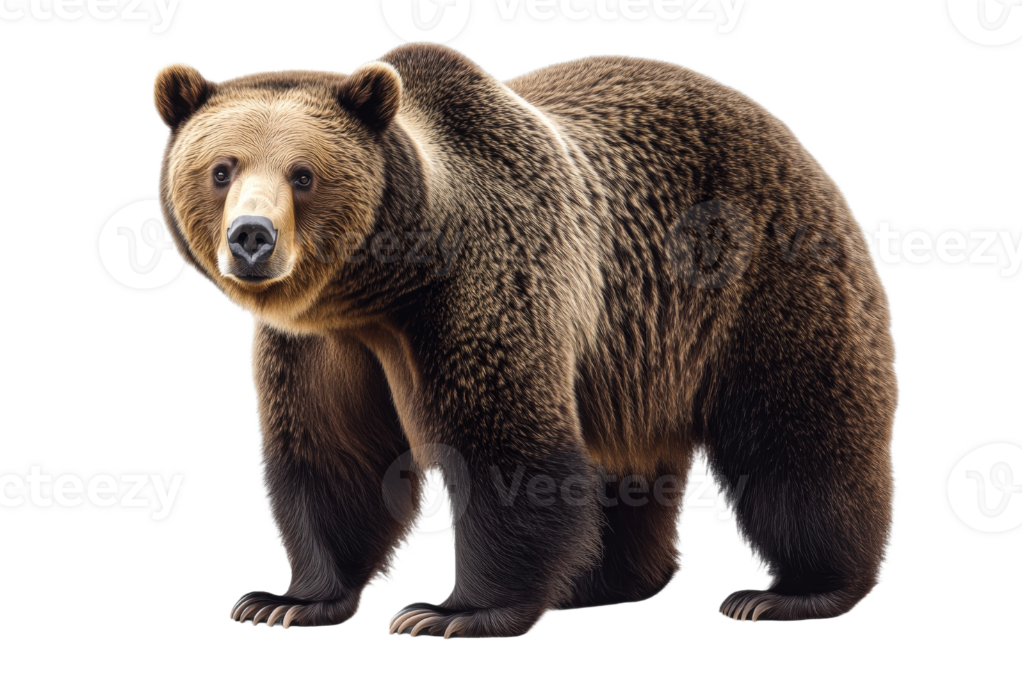 Brown bear with a watchful gaze in realistic rendering, cut out transparent png
