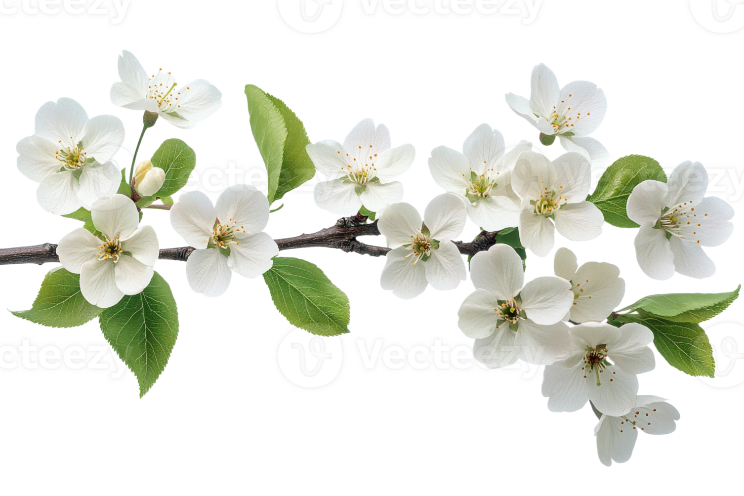 Apple branch with blooms close-up studio shoot , cut out transparent png