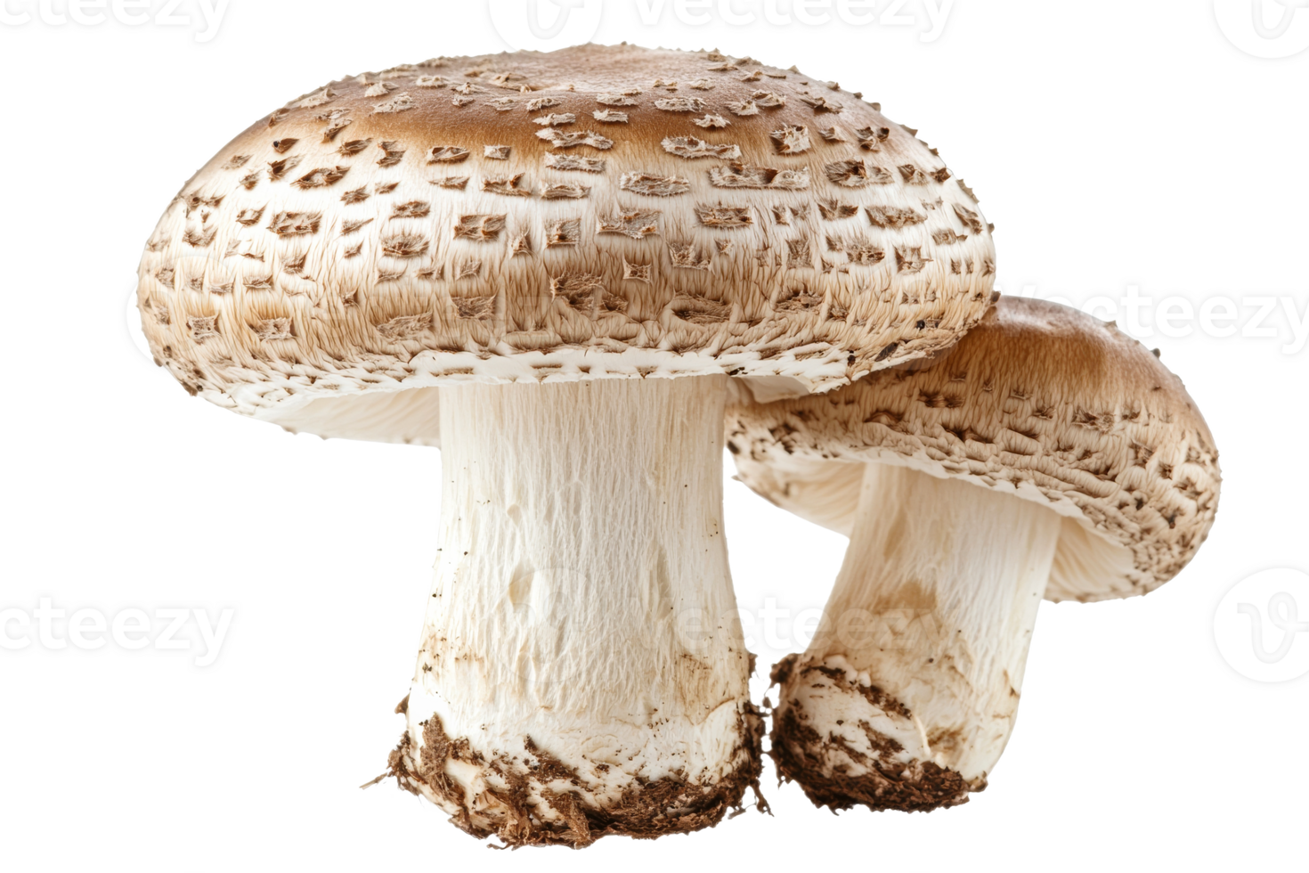 Two parasol mushrooms in close-up, isolated on black, cut out transparent png