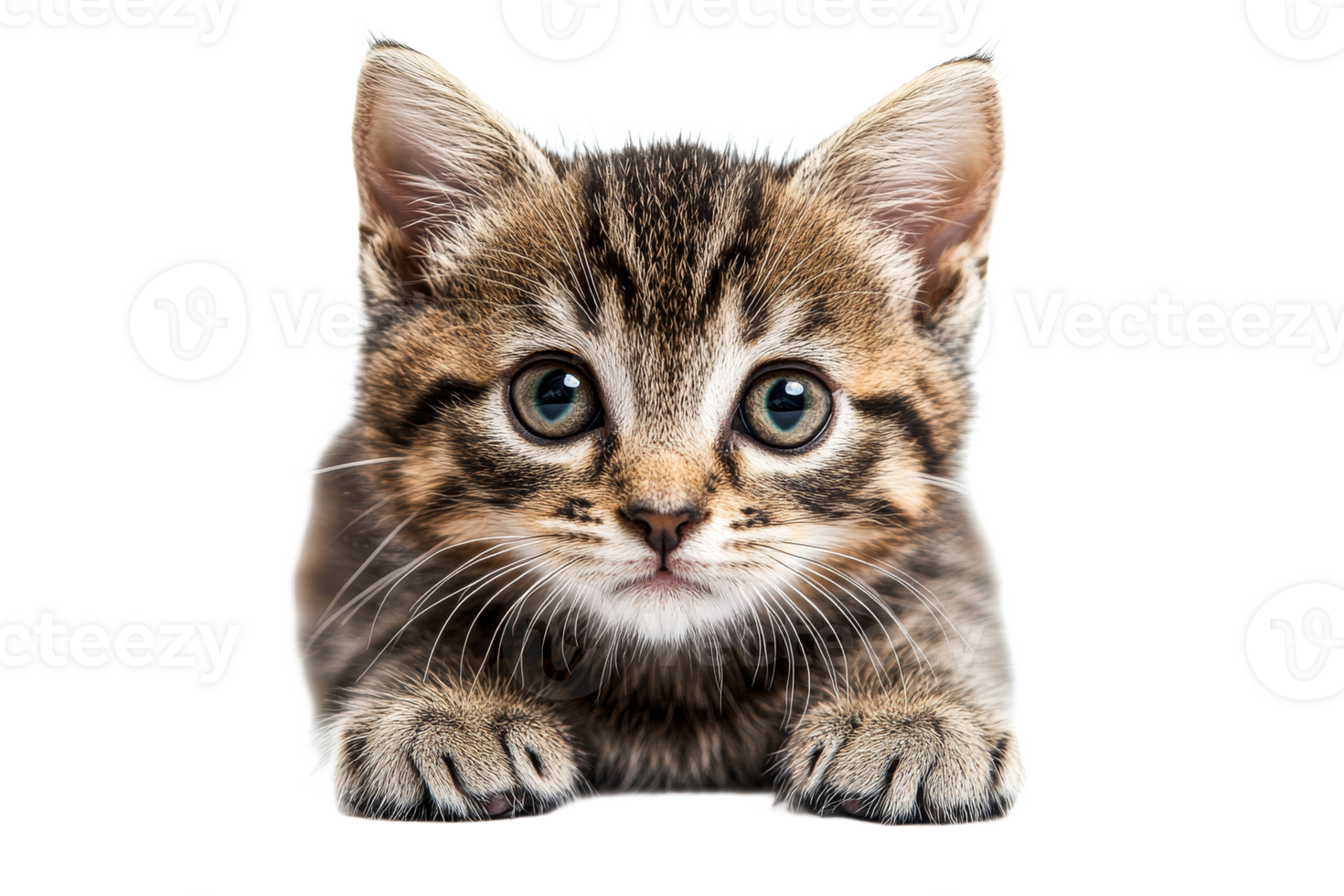 gattino ritratto, soriano animale domestico, viso avvicinamento, tagliare su trasparente png