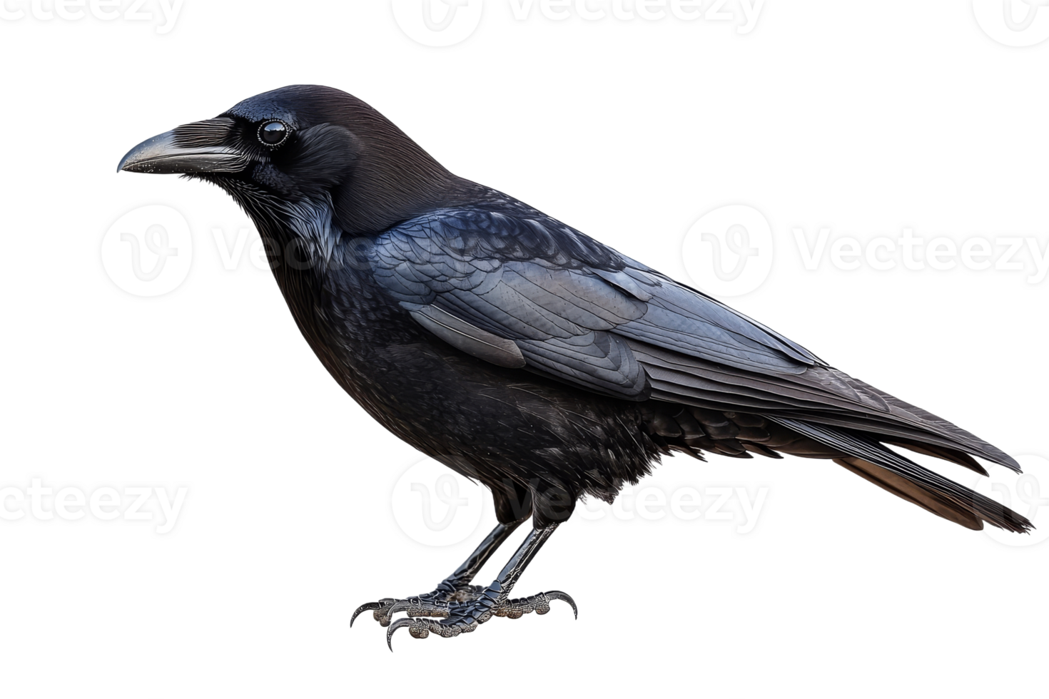Detailed raven illustration, beautiful dark bird, feathers texture, cut out transparent png