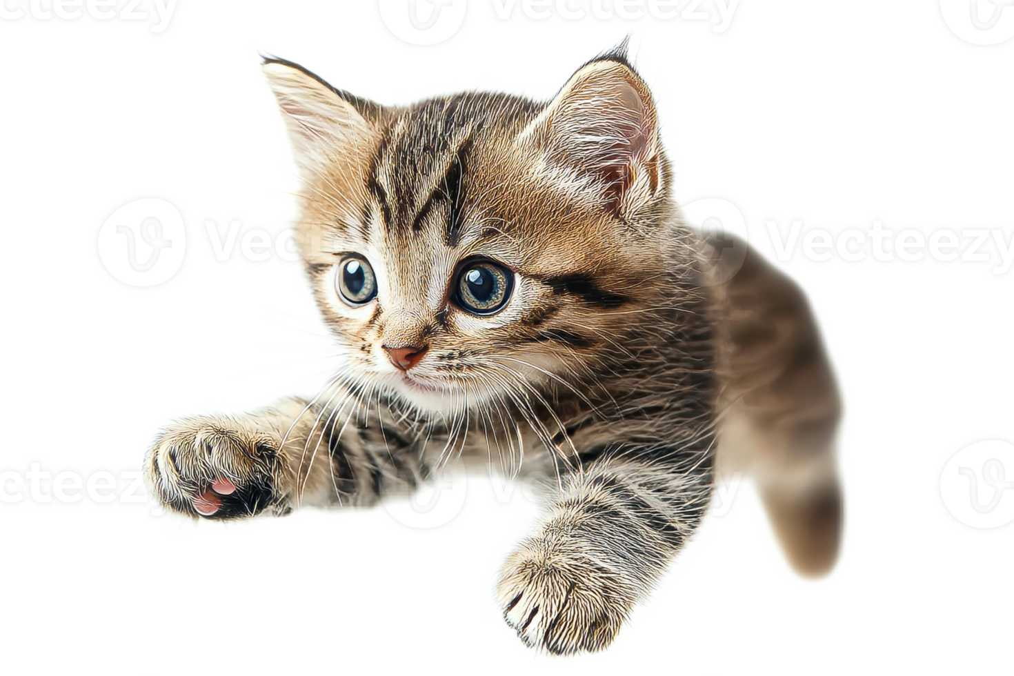 Adorable kitten reaching out, cute pet, feline friend, playful, cut out transparent png