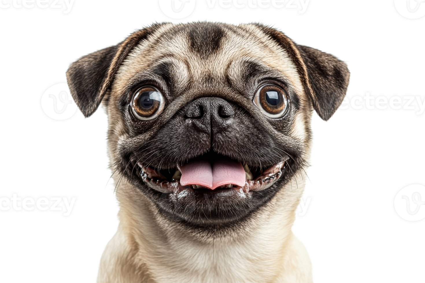 Smiling Pug Portrait with Tongue Out and Big Eyes, cut out transparent png