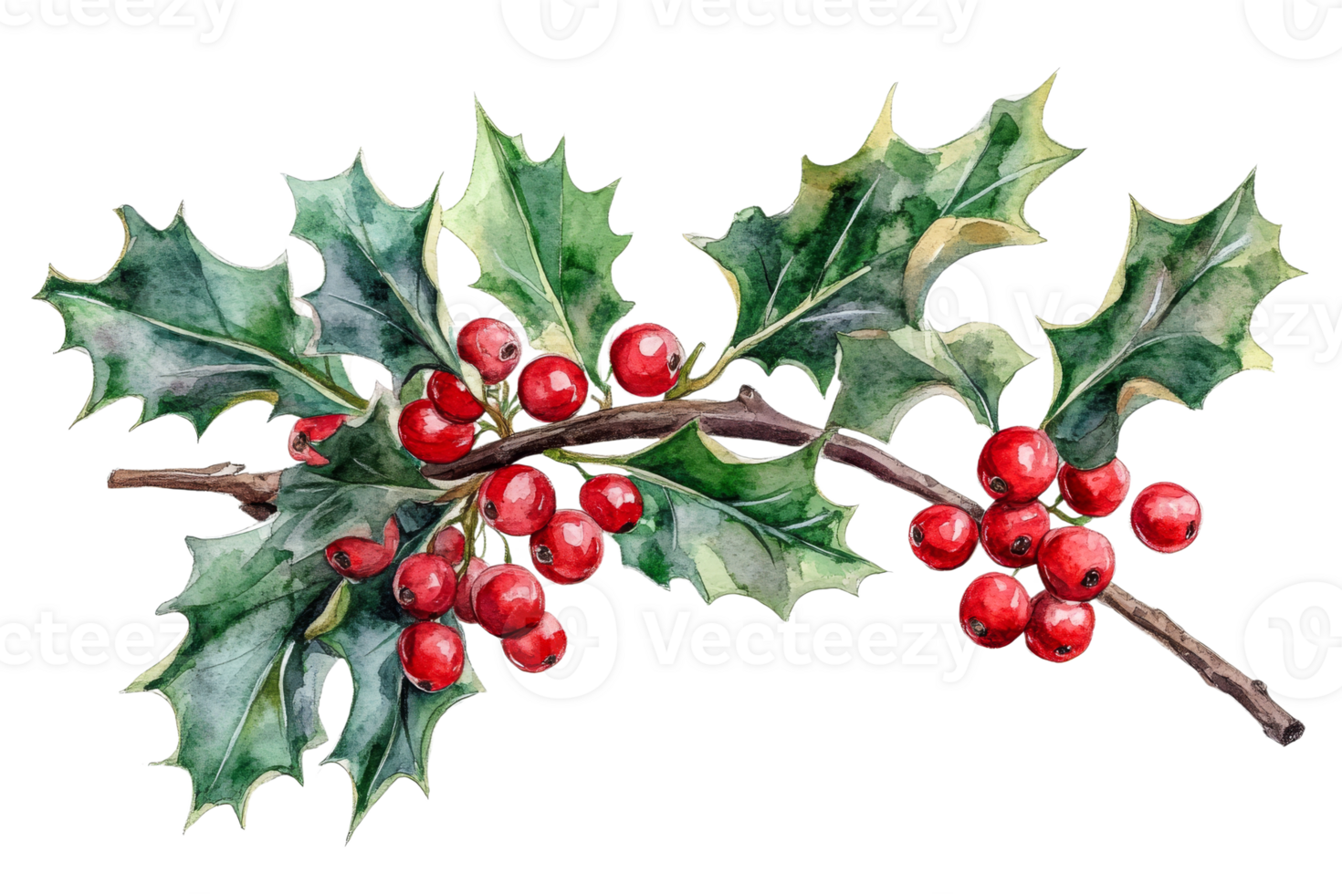Holly branch with red berries and green leaves, cut out transparent png