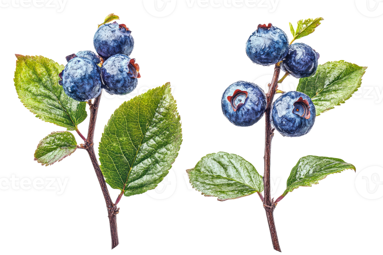Ripe blueberries still on the branch with green leaves, cut out transparent png