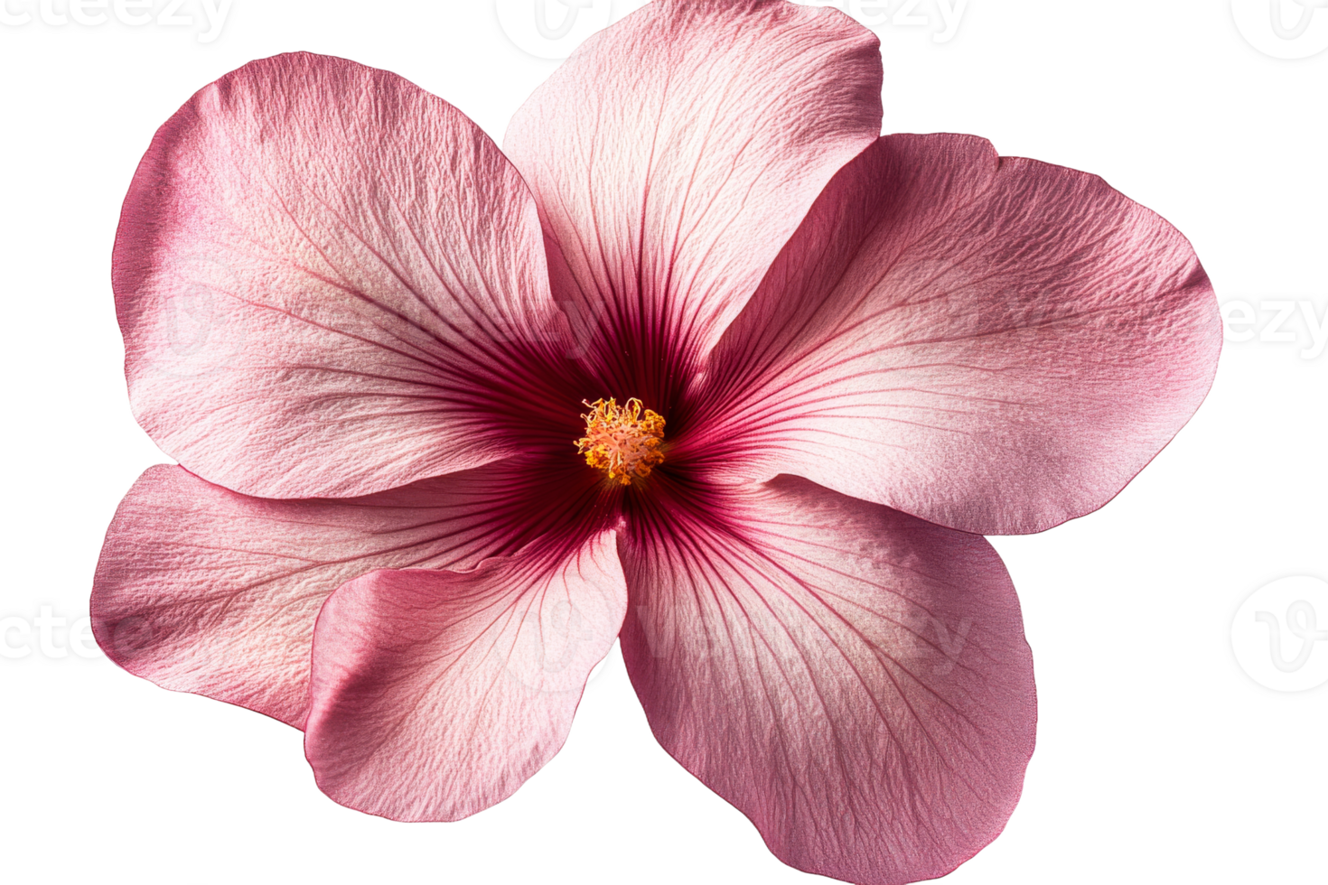 Pink Hibiscus Flower with Delicate Petals and Textured Detail, cut out transparent png