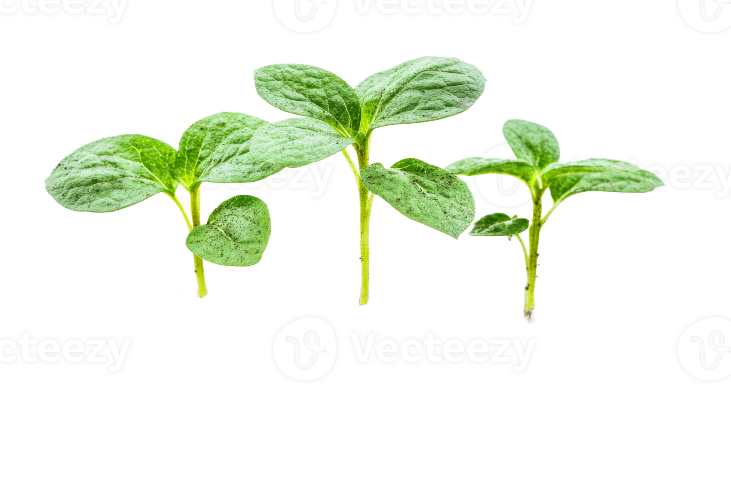 Young sprouts with green leaves, growth, seedling, cut out transparent png