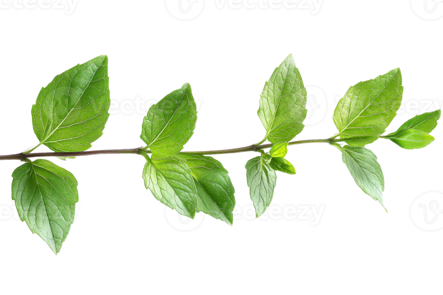 Mint sprig with green leaves detailed arrangement, cut out transparent png
