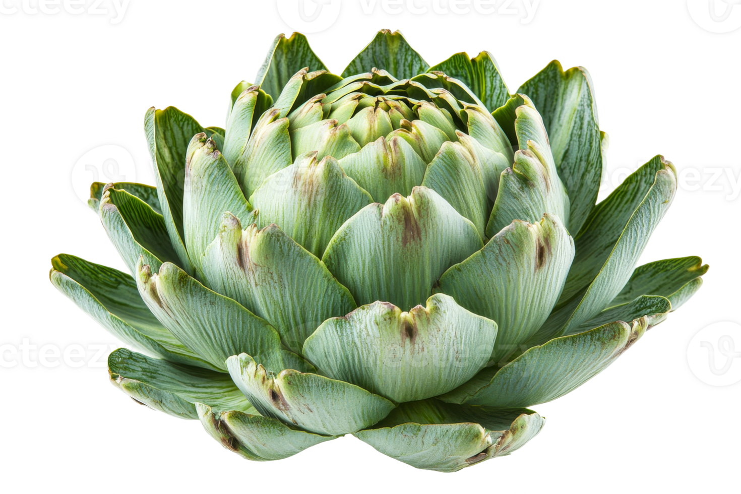 Artichoke flower head, close-up vegetable plant , cut out transparent png