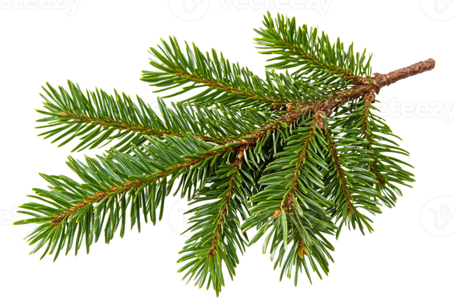 Fresh evergreen fir branch isolated against black backdrop, cut out transparent png