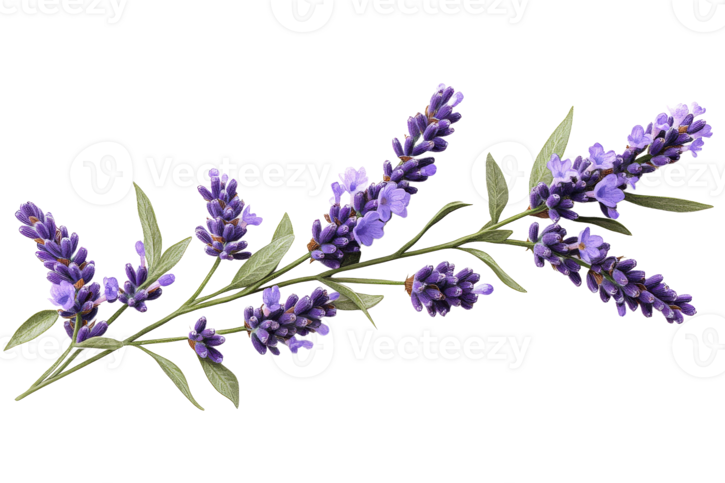 Lavender blossoms on a branch against a black background, cut out transparent png