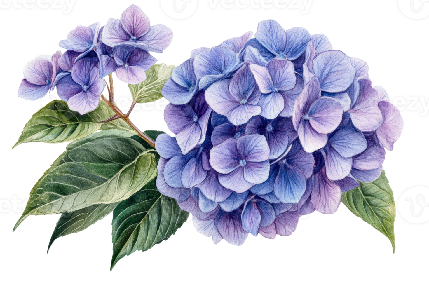 Hydrangea floral composition in watercolor style, beautiful artwork, cut out transparent png