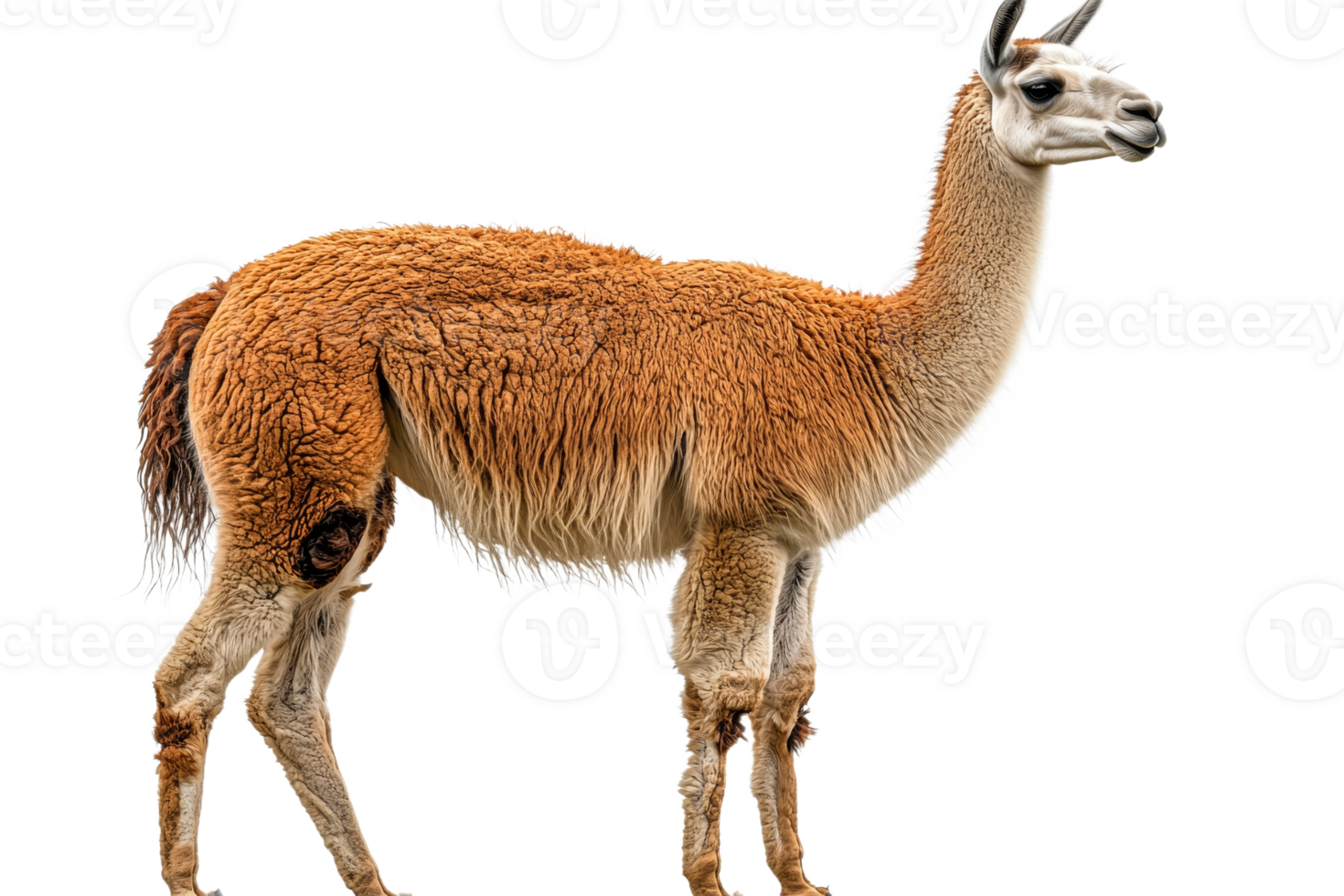 Full Body Portrait of Guanaco Camelid Standing Still, cut out transparent png