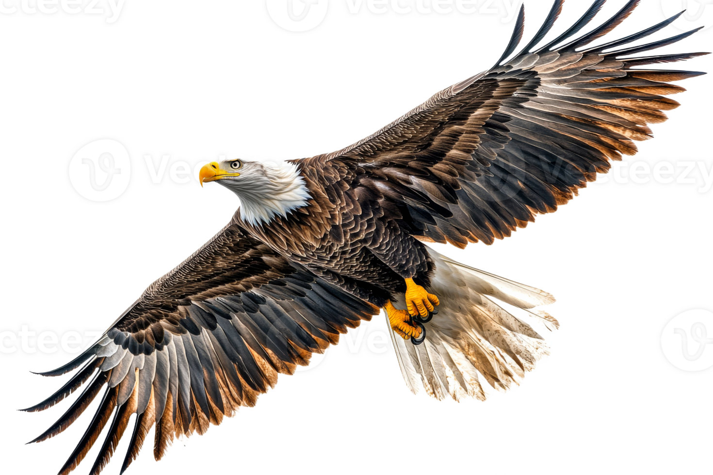 Majestic Bald Eagle in Flight, wings spread, isolated, cut out transparent png