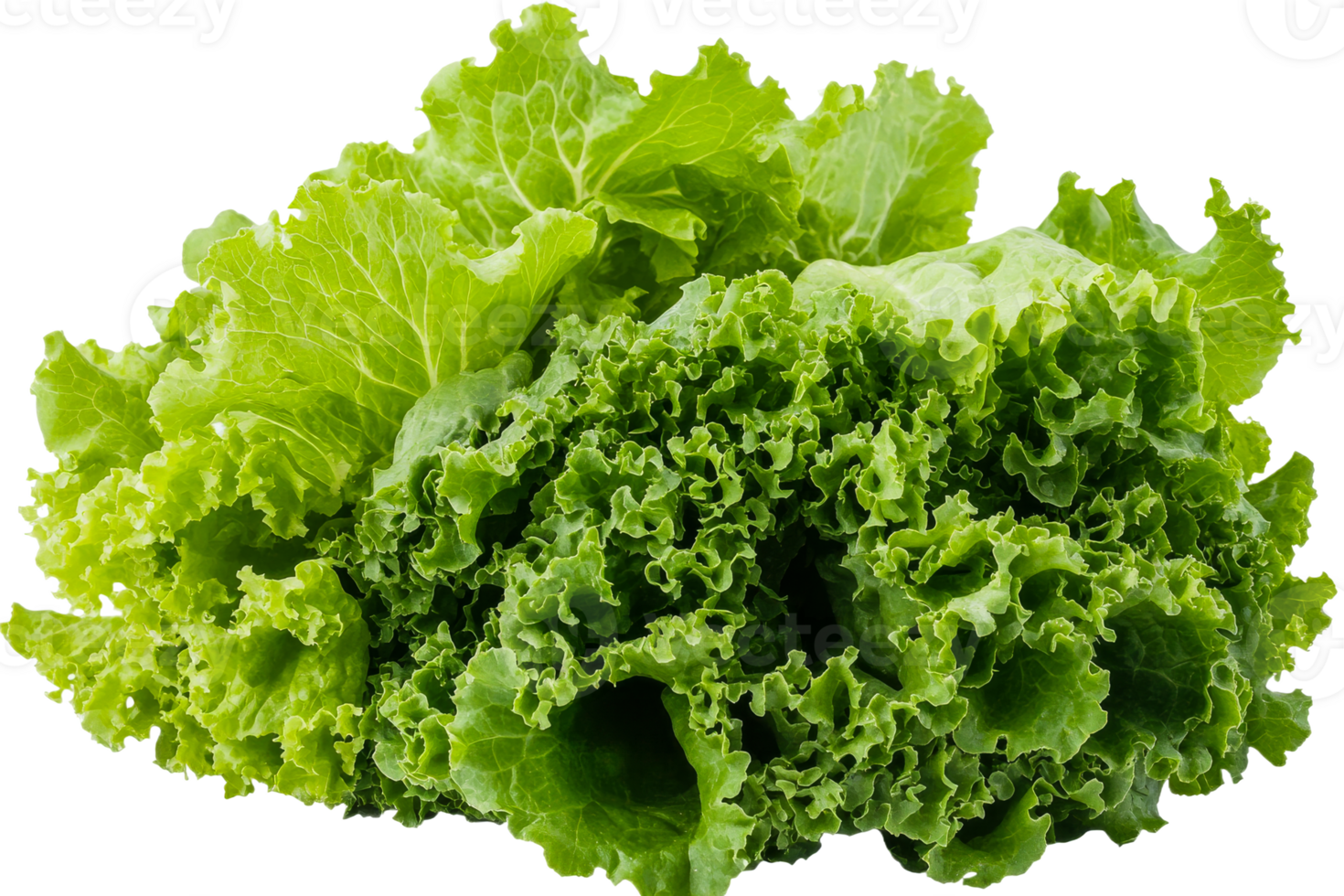 Fresh green lettuce head leaves, cut out transparent png