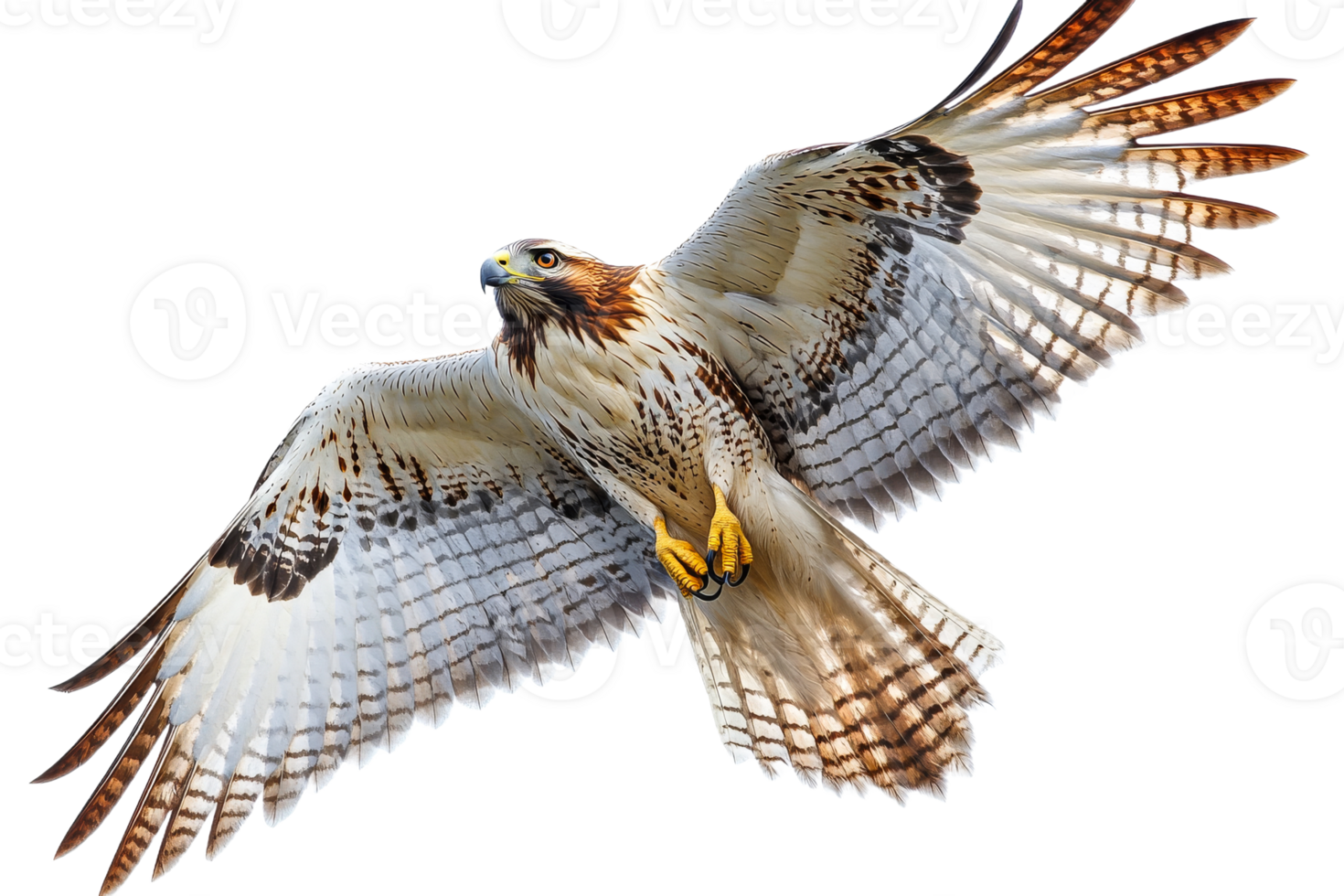 Majestic hawk soaring with wings spread, talons visible, cut out transparent png