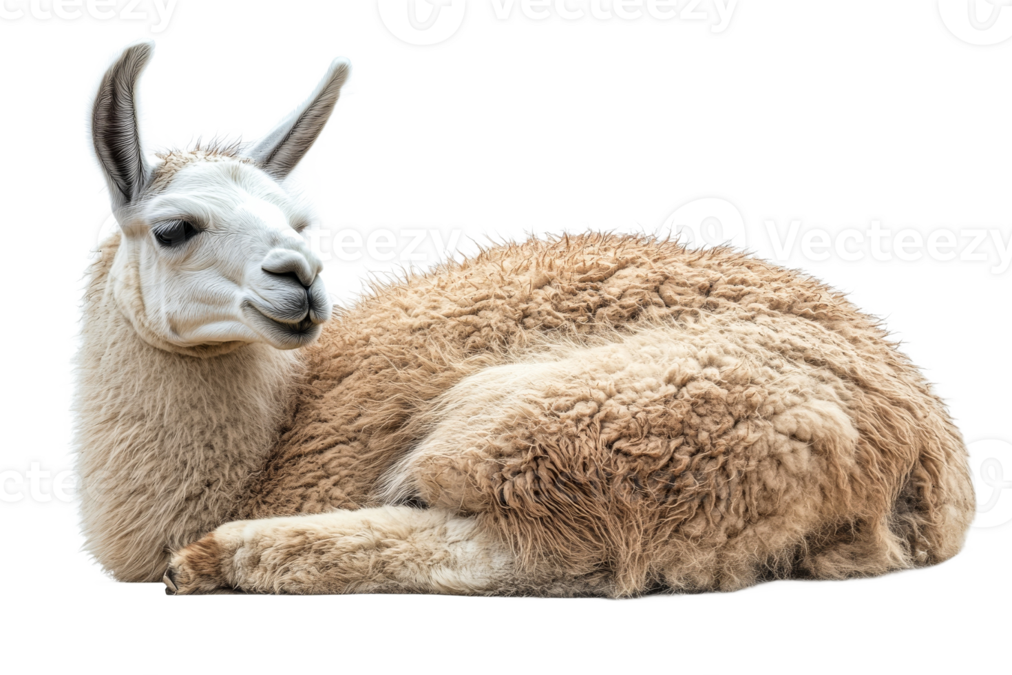 Llama portrait with white and beige wool coat, cut out transparent png