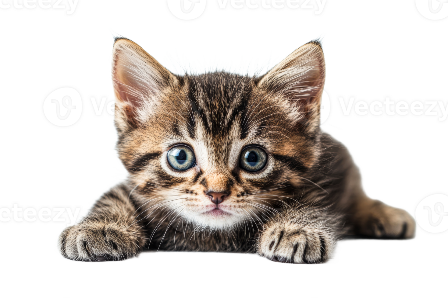 Adorable tabby kitten lying down, looking at camera, cut out transparent png