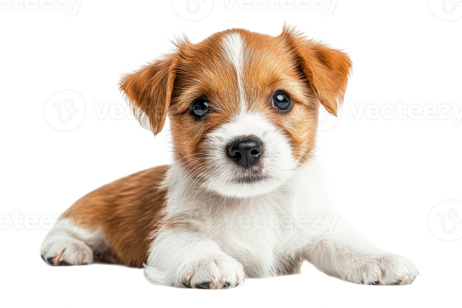 Adorable brown and white Jack Russell puppy lying down facing front, cut out transparent png