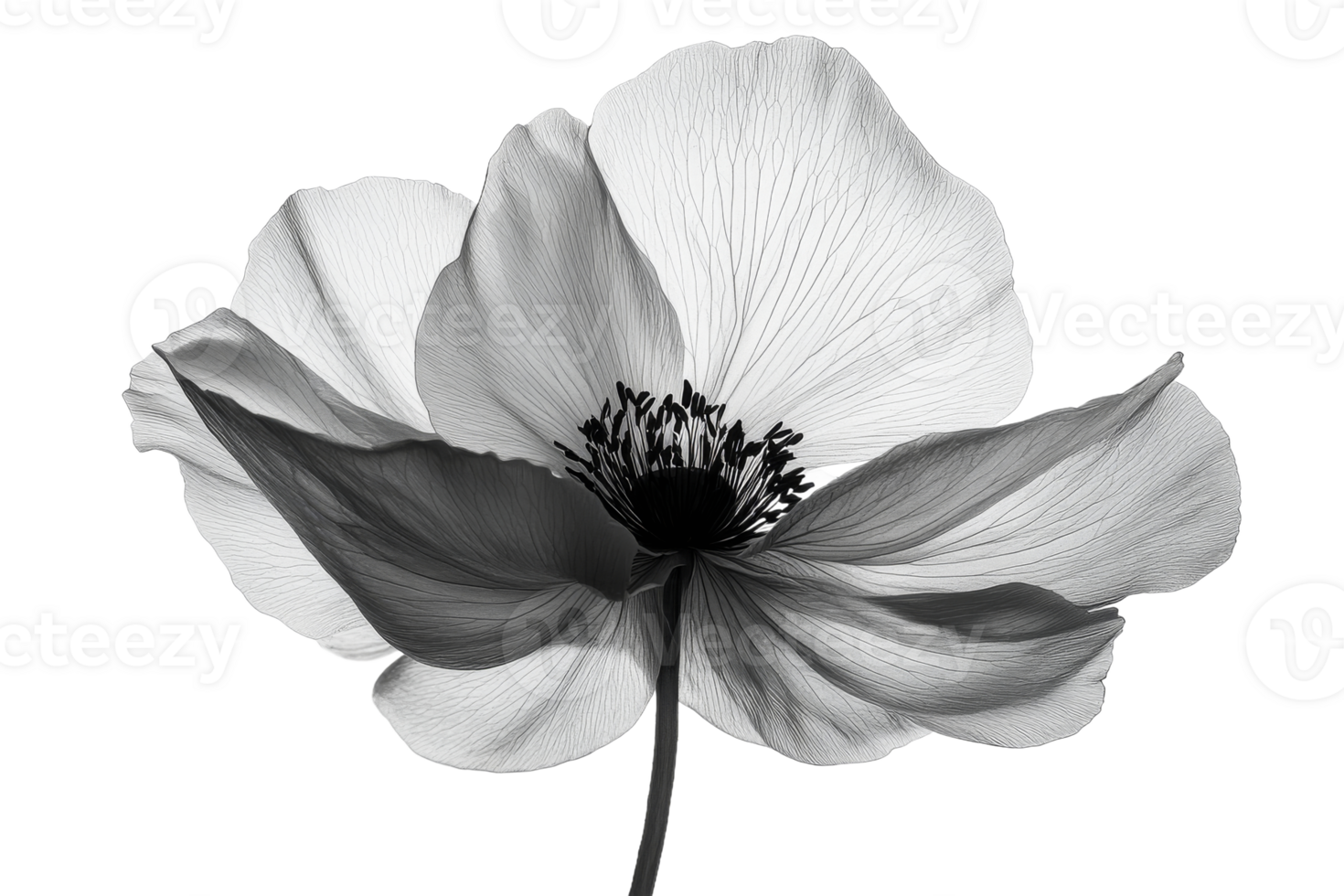 Backlit flower with prominent stamens, monochrome presentation, cut out transparent png