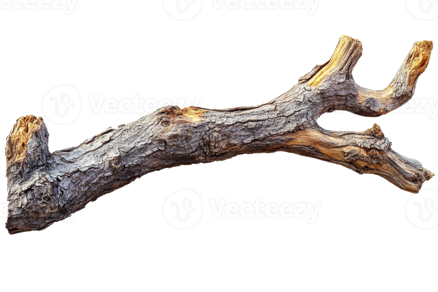 Aged tree limb, natural wood texture and grain, cut out transparent png