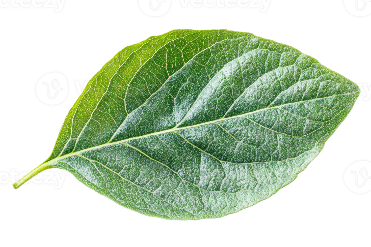 Fresh green leaf showing detailed leaf veins and textures, cut out transparent png