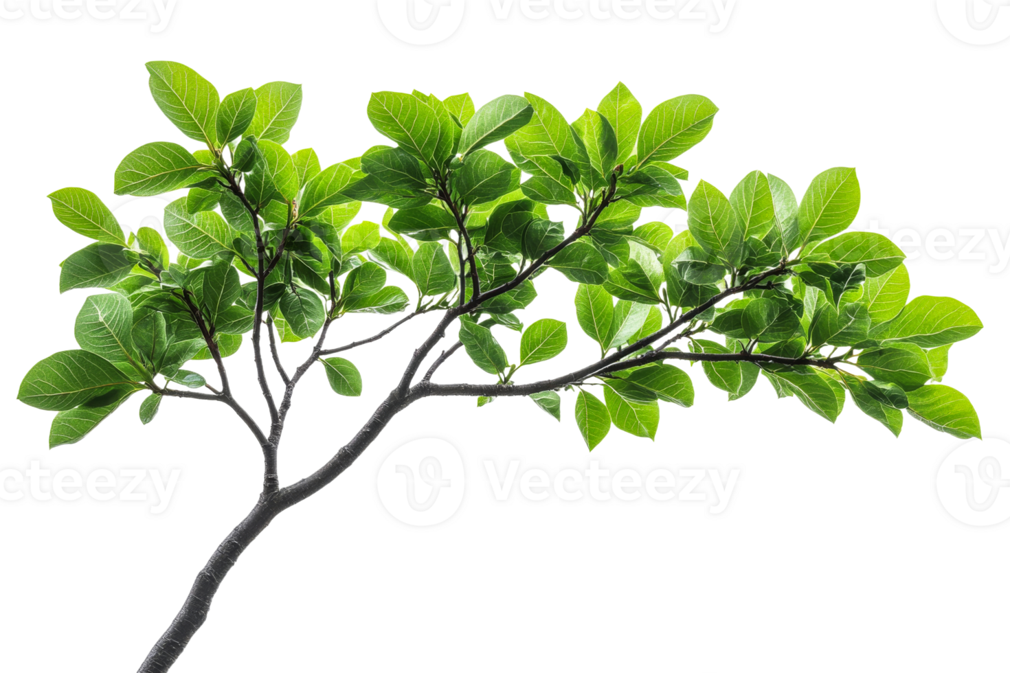 Fresh green leaves on tree branch in sunlight, cut out transparent png