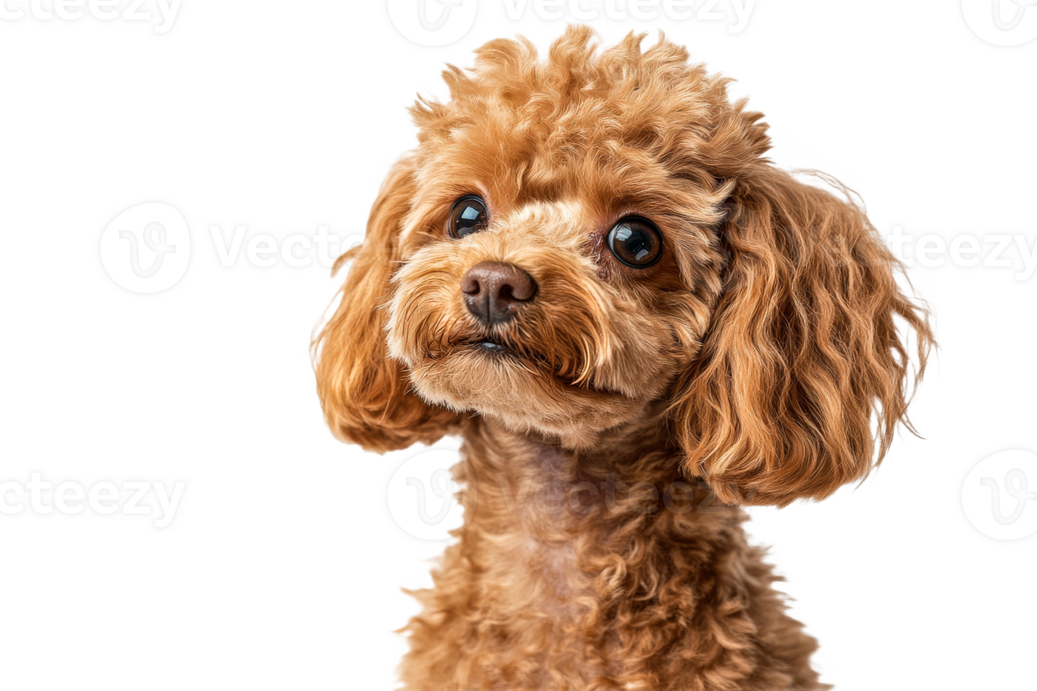 Adorable brown curly haired puppy portrait headshot, cut out transparent png