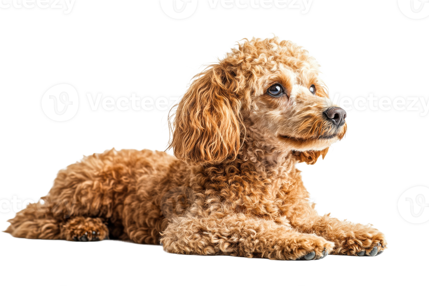 Lying Miniature Poodle Puppy, Looking Away, Isolated, cut out transparent png