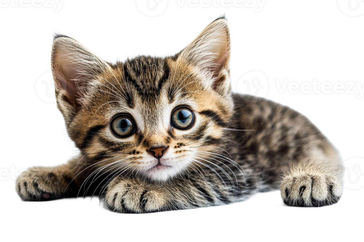Portrait of a Cute Tabby Kitten Posing, cut out transparent png