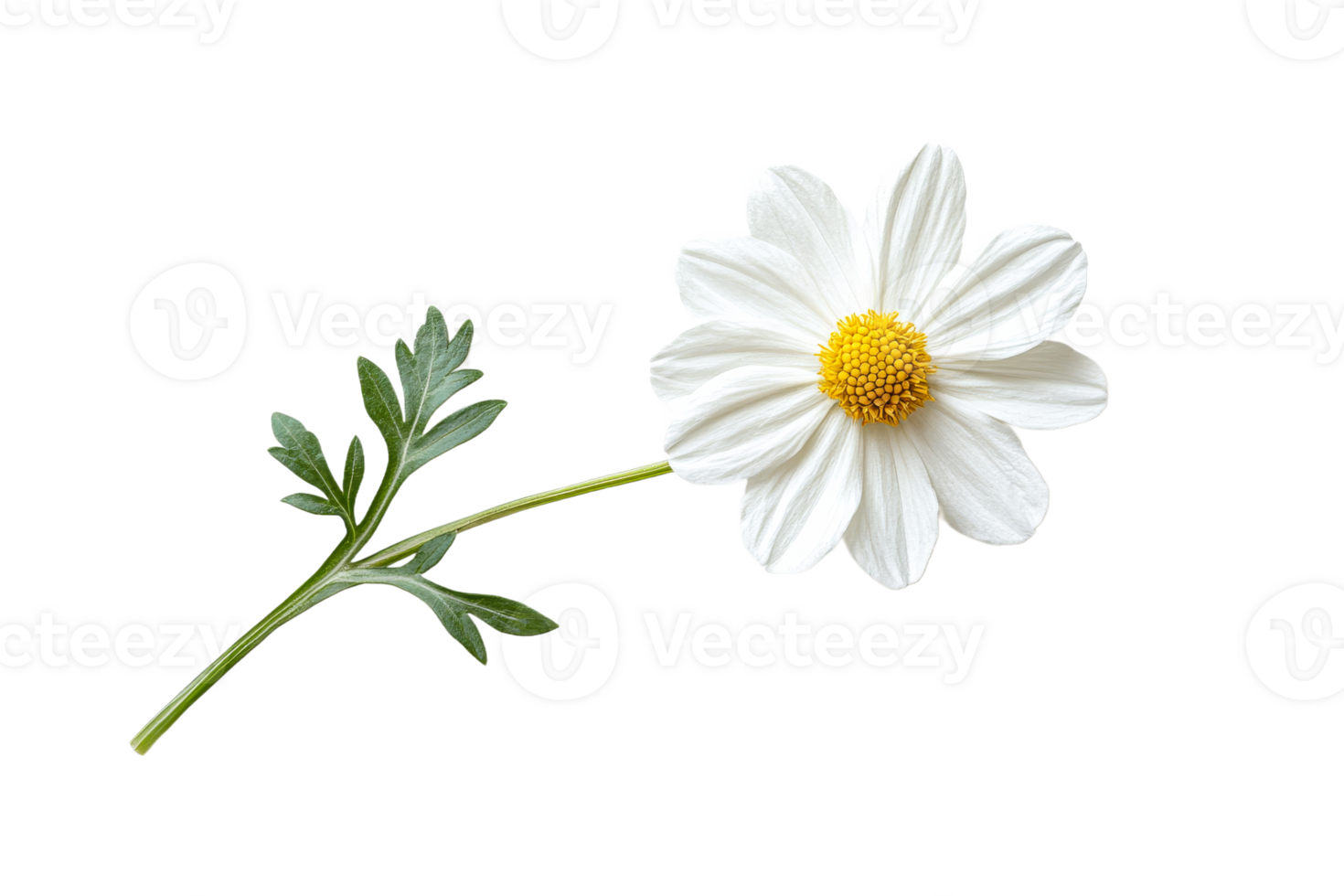 White chamomile flower with yellow core, isolated on black, cut out transparent png