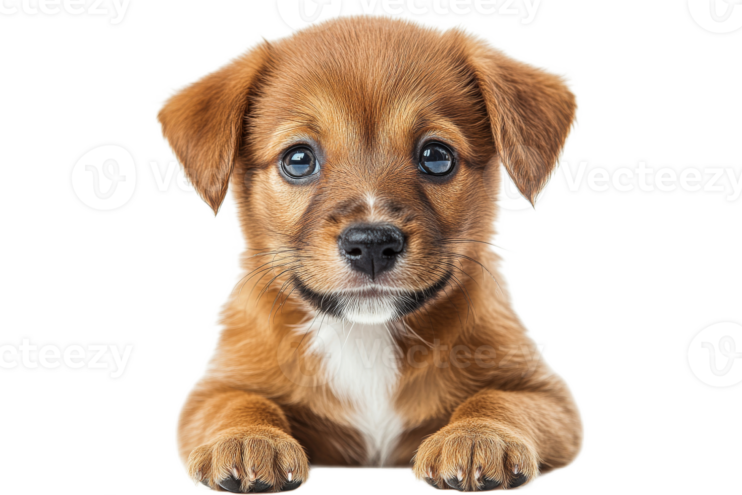 Adorable brown puppy with soulful eyes and fluffy paws, cut out transparent png