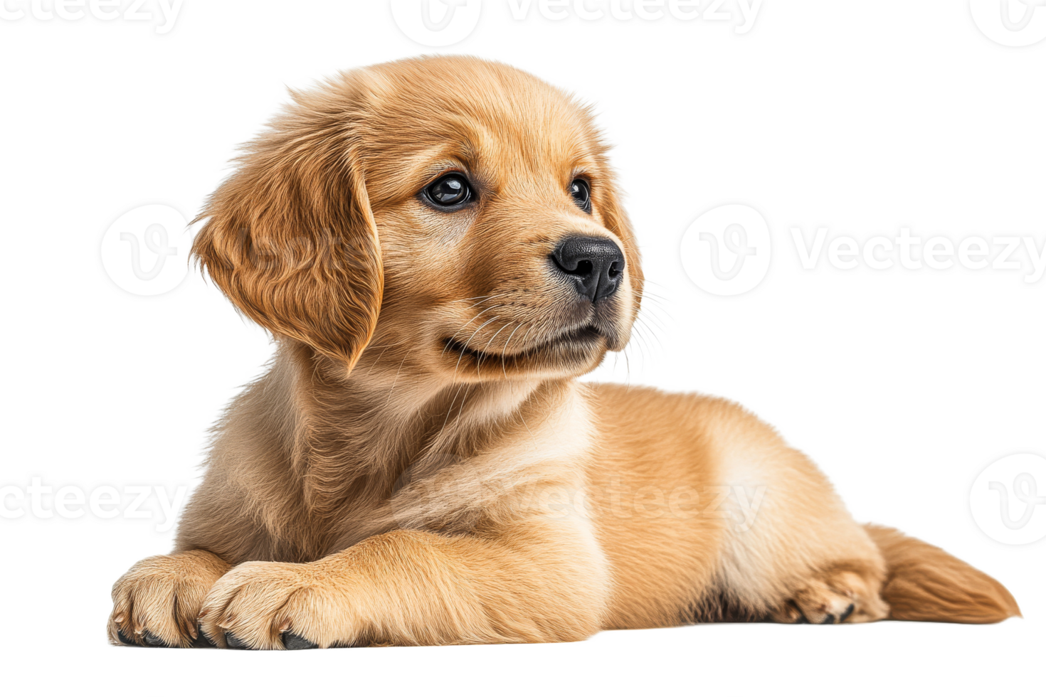 Cute Golden Retriever puppy poses, laying down, looking, cut out transparent png
