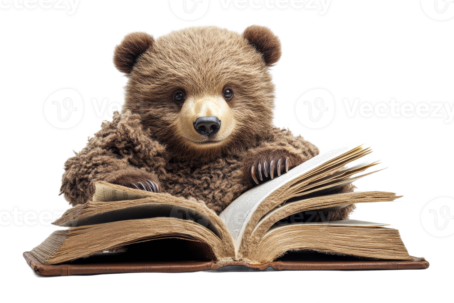 Brown bear is reading an old book with white pages, cut out transparent png
