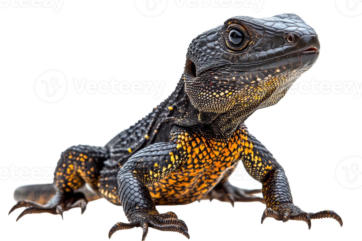 Armadillo lizard, black reptile with orange spots, macro closeup, cut out transparent png